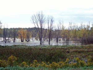 Autumn swamp on way to work 09 edited