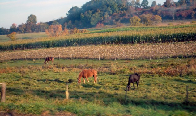 horses in a field edited