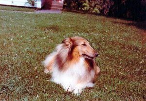 Lassie 1977